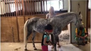 Уход за лошадьми | Подготовка лошади к тренировке в Pony Club