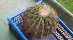 Удобрение для кактусов,полив,посетила одну старую леди...281