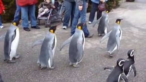 March of the Penguins (part 2)