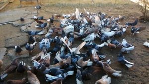 ? Серпастые голуби ? В. Гостях. У. ШКУРДАЛОВА. Ю. ? П. Зимовники. Ростовская обл. 13.02.2022.г. ???