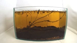 Лотос с Алиэкспресс вырос в аквариуме // Lotus with Aliexpress grew in the aquarium