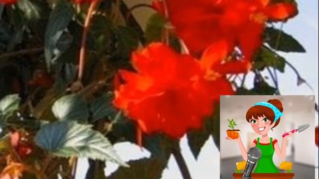 Как вырастить АМПЕЛЬНУЮ бегонию./Уход за ампельной БЕГОНИЕЙ.???