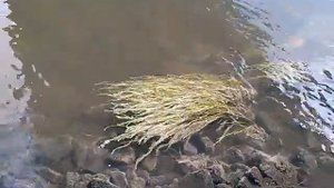 Водоросли в реке