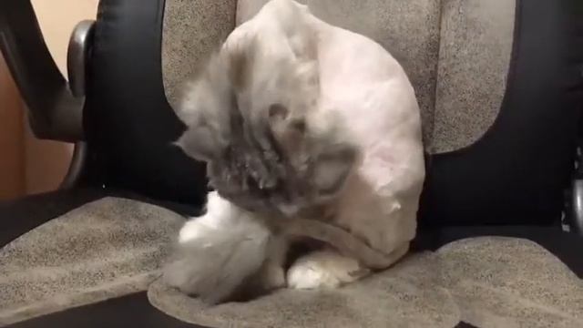 Кошка вылизывается после стрижки смотреть онлайн