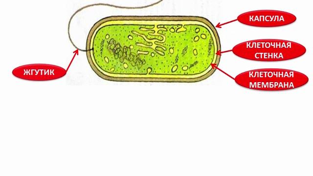 09. Бактерии. Строение и жизнедеятельность