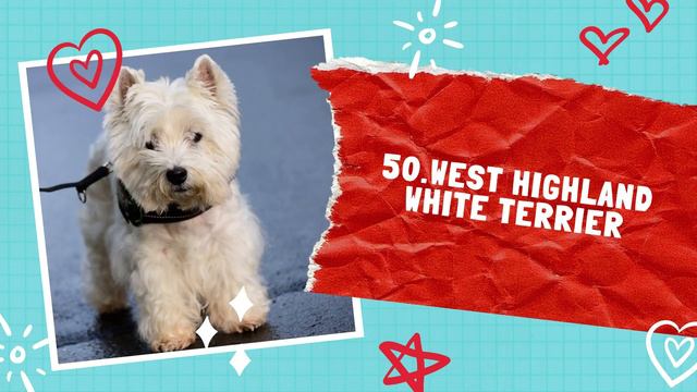 West Highland White Terrier Dog|The Top 50 Most Popular Dog Breeds In The World смотреть онлайн