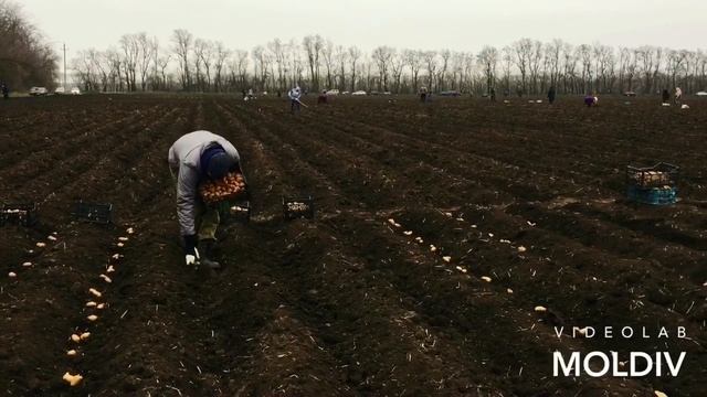 ПОСАДКА КАРТОФЕЛЯ ВРУЧНУЮ НА ПОЛЕ