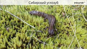Многообразие и значение земноводных