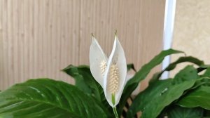 Покрывало Спатифиллума Почернело, Рассказываю о Причинах