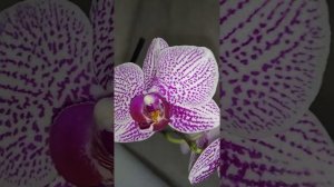 Фаленопсис "Spotters Hill".