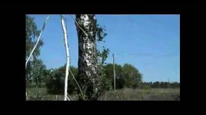 Обрезка берёзы.
