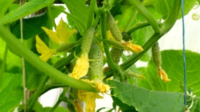 Томаты, Перец, Огурцы и Баклажаны Никогда Не Болеют и Вмиг Идут в Рост! Сделайте Так! смотреть онлайн