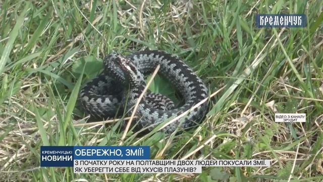 З початку року на Полтавщині двох людей покусали змії. Як уберегти себе від укусів плазунів? смотреть онлайн