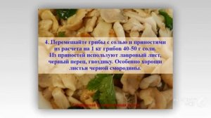 Как солить скрипуны.  Скрипица (скрипуха), засолка