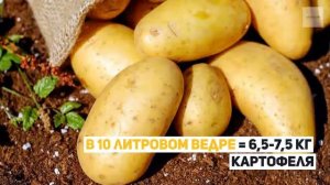 Сколько килограмм картофеля в ведре?