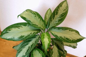 Аглаонема "Сильвер Бей" (Aglaonema "Silver Bay")