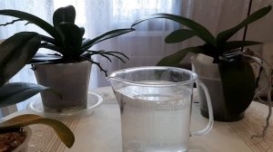 Жёлтые пятна на листьях. Что буду делать, чем лечить.