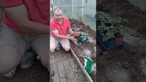 Обзор рассады арбузов. Высадка рассады в теплицу.