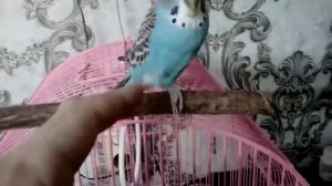 Почему волнистый попугай сидит на одной лапке?