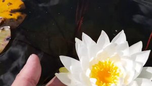 Нимфея White Sensation (nymphaea White Sensation)