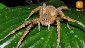 Бразильский блуждающий паук: Удивительные факты и особенности