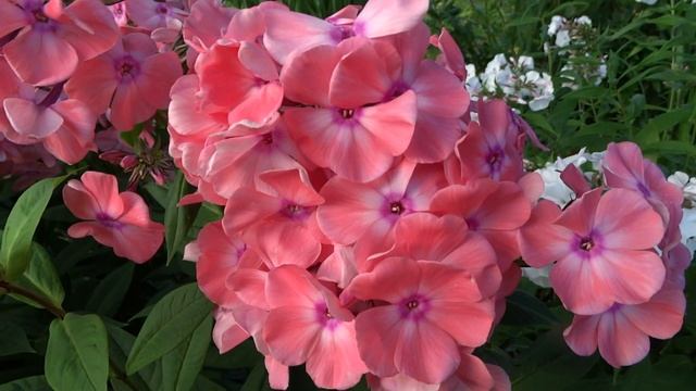 Флокс метельчатый Пастораль'-Pastorale. Автор: К.Foerster Год: 1947 смотреть онлайн