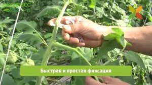 Клипсы для томатов Paskal