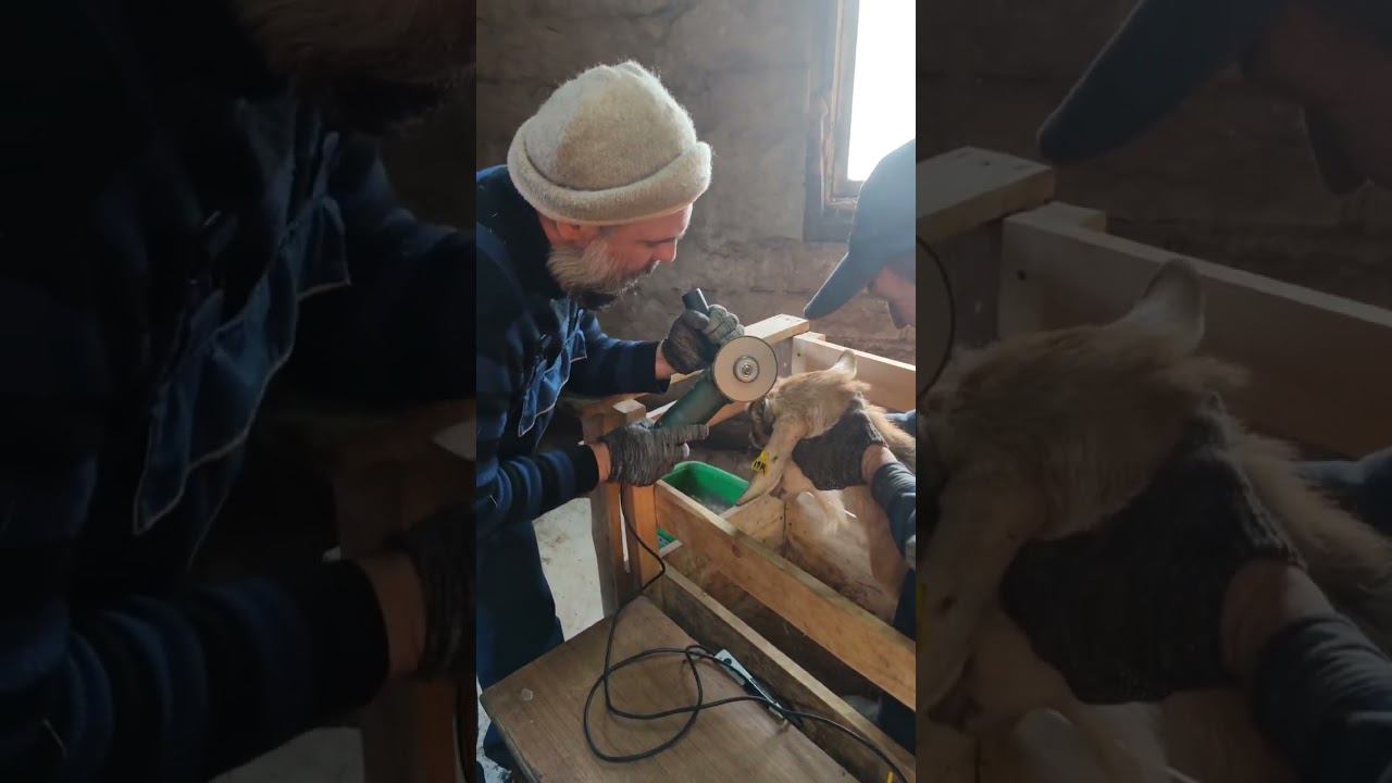 Уход за козьими рогами. Будни фермера