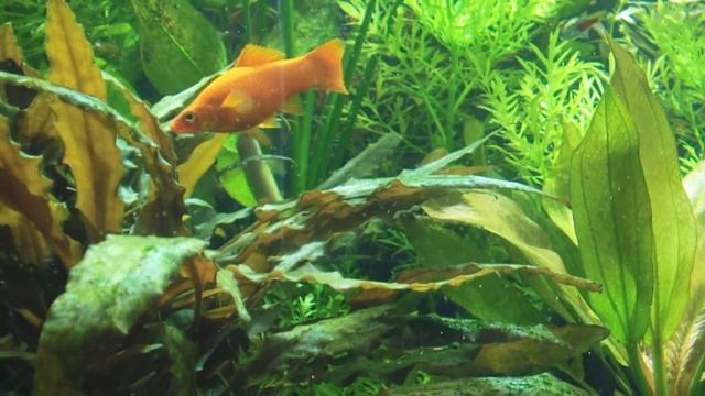 ФОСФАТЫ И НИТРАТЫ ОТ ЭДОГОНИУМА ??? смотреть онлайн