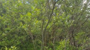 САМВЕЛ И ГОЛУБЦЫ ДРЫСЬ-ДРЫСЬ И ГОТОВО