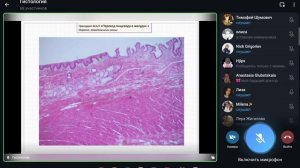 Лекция Глинкиной. Пищеварительная система