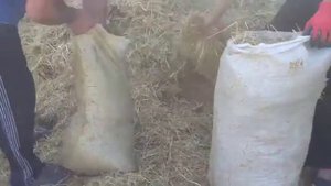 Запарка соломы для грибных блоков в мешках