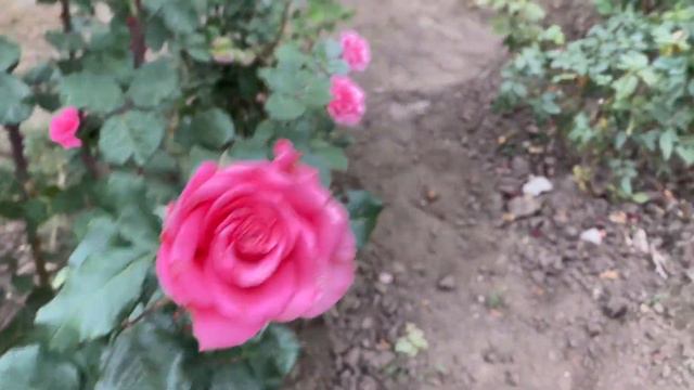 Как НЕ НАРУШАТЬ при ПОХУДЕНИИ? VLOG Эпицентр ОДЕССА обставляем и смотрим квартиру смотреть онлайн