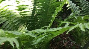 Matteuccia struthiopteris, Ostrich Fern, Helecho