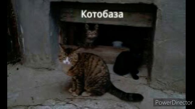 Кот Сократос говорит сказку #1 Котобанда и деревянный танк (life video) смотреть онлайн