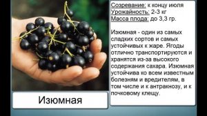 НЕ БОЛЕЮТ МУЧНИСТОЙ РОСОЙ/СОРТА СМОРОДИНЫ