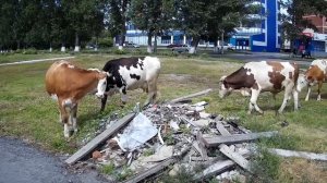 Достопримечательность Шушенского