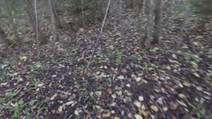 КРАСНОГОЛОВИКИ, ПОДОСИНОВИКИ и ПАРУ ОБАБКОВ