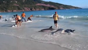 Дельфины выбрасываются на берег!