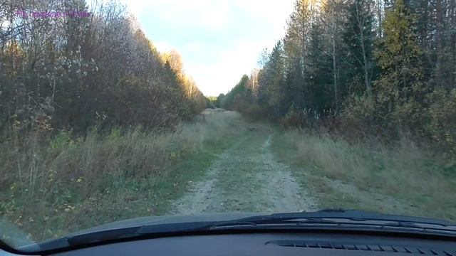 Будни Олега. Медведь ходит у села.