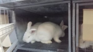 Новые клетки для молодняка кроликов ЛПХ УШКО.
