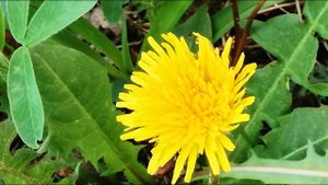 dandelion officinalis sunny ☀️ day одуванчик лекарственный ☀️ солнечный день СУПЕР ОДУВАНЧИКИ.
