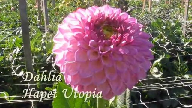 Георгины 2020 Декоративные сорта часть 1 смотреть онлайн