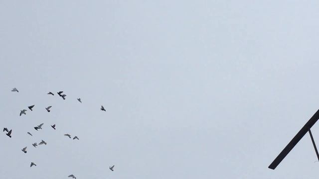 #Pigeons.Если сапсан не смог поймать голубей, значит или играется или он не сапсан а чеглок ? смотреть онлайн