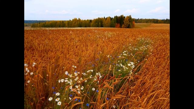 Р Рождественский  Спасибо, жизнь #стихиожизни #поэты20века