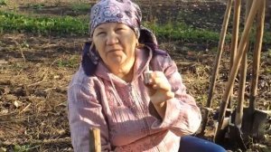 Простой способ посадки озимой моркови