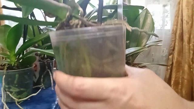 Купить не дорого орхидеи Симферополь. Каменная роза, Карина или Африканский закат и многое другое смотреть онлайн