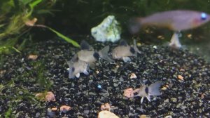 Коридорас панда / Corydoras panda #коридорасы #Corydoraspanda #корики