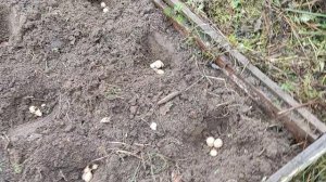 Как сажать ТОПИНАМБУР!.mkv