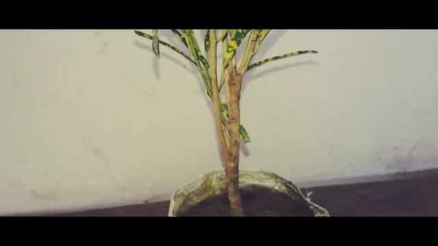 Care tips on Crotons|My crotons | sun gold crotons care tips| Crotons ki dekhbhaal kaise karen смотреть онлайн